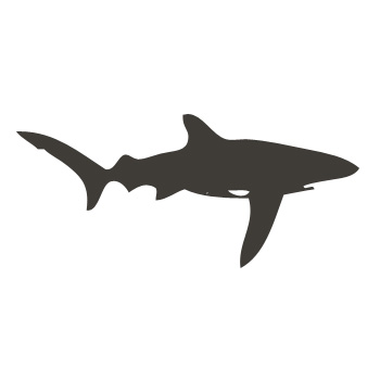 Nálepky na stenu - Žralok