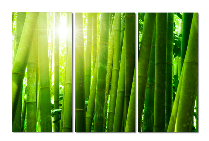 Moderné obrazy - Bambusový les